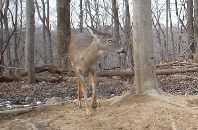 buck with no antlers